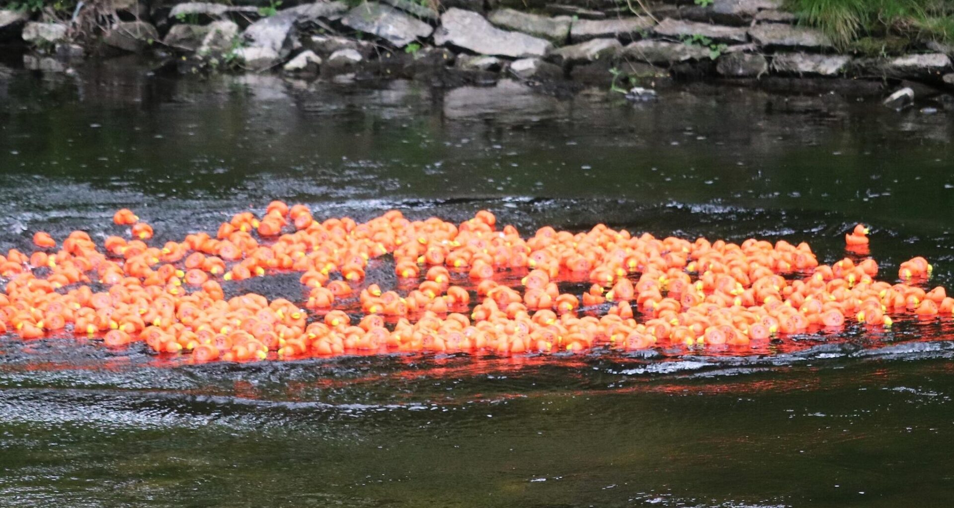 Flöha sucht die Super-Ente