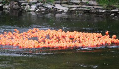 Flöha sucht die Super-Ente