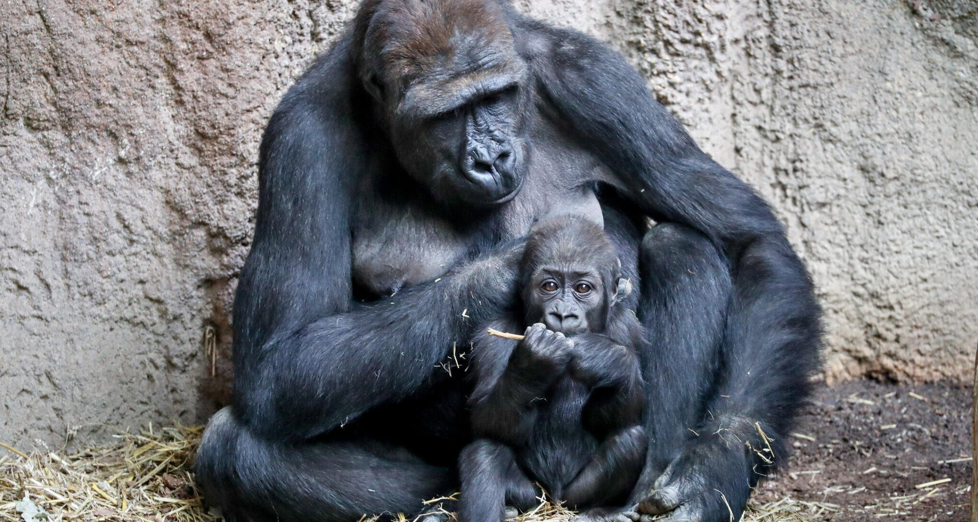 Rätselhafter Tod im Leipziger Zoo: Daran starben die Gorillas
