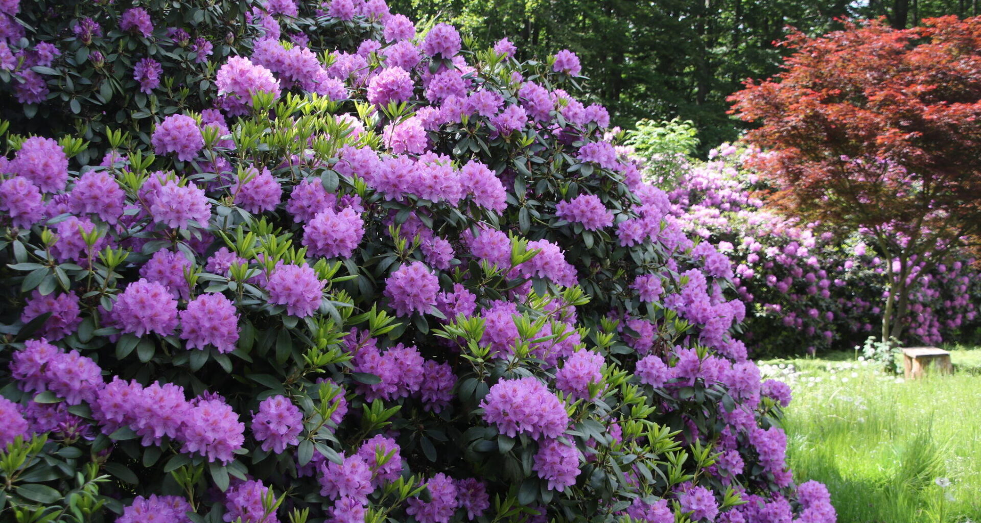 Rhododendren verzaubern mit farbenprächtigen Blüten
