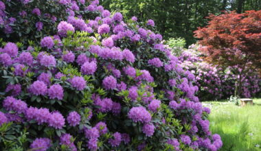 Rhododendren verzaubern mit farbenprächtigen Blüten