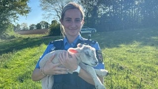 Ein Läufer entdeckt bei Zweibrücken ein totes Schaf und ein verwaistes Lamm. Polizei rettet das Tier.