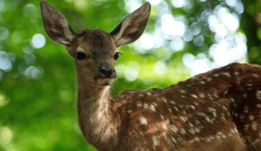 "Bambi": Als würde man in einem Trog aus Tannennadelöl ertränkt