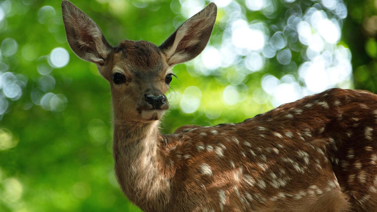 "Bambi": Als würde man in einem Trog aus Tannennadelöl ertränkt