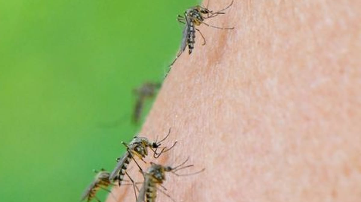 Mückensaison startet – Senat gibt Tipps zum Schutz