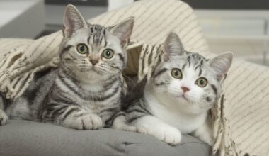 Sorgenkinder – Katzen suchen liebesvolles Zuhause