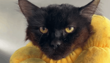 Kater Rufasa sucht dringend Pflegestelle