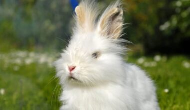 Tierheim Nürnberg: Angora-Kaninchen-Mix Ash sucht Heim
