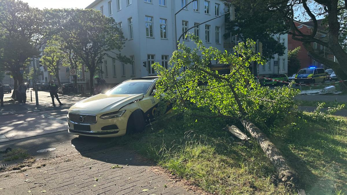Osnabrück: Baum fällt auf Wall