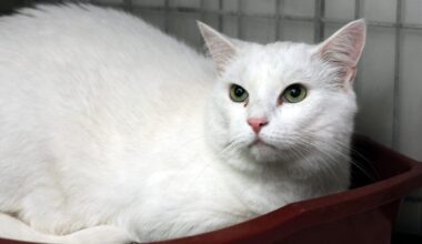 Kater Flocki sucht dringend ein zu Hause