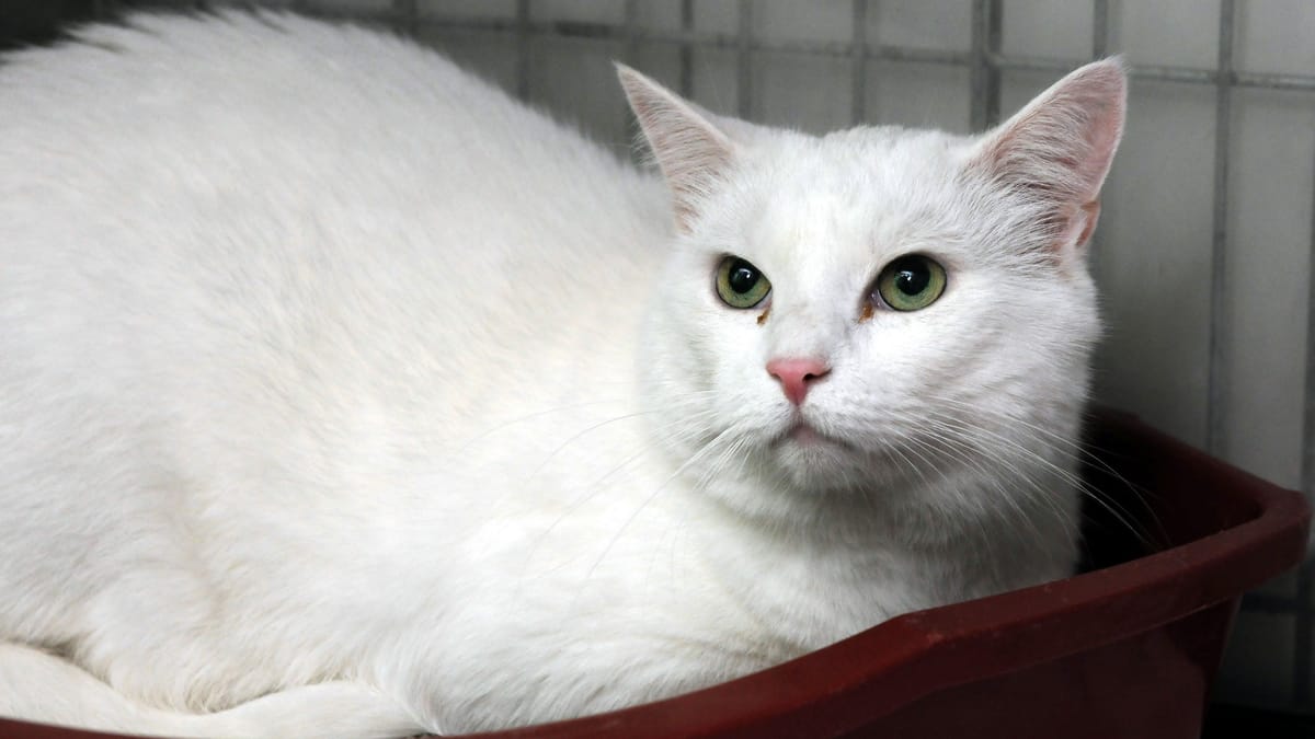 Kater Flocki sucht dringend ein zu Hause