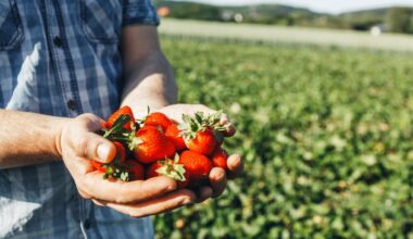 Hier können Sie selbst Erdbeeren pflücken