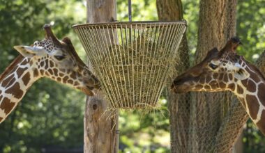 Grundstein im Giraffenhaus gelegt – das plant der Zoo