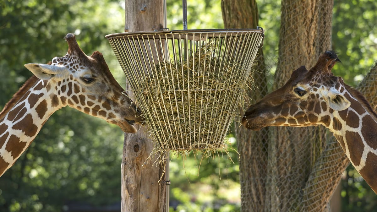 Grundstein im Giraffenhaus gelegt – das plant der Zoo