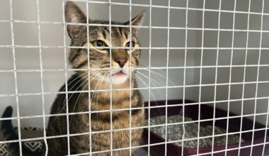 Kölner Tierheim stoppt Aufnahme von Katzen