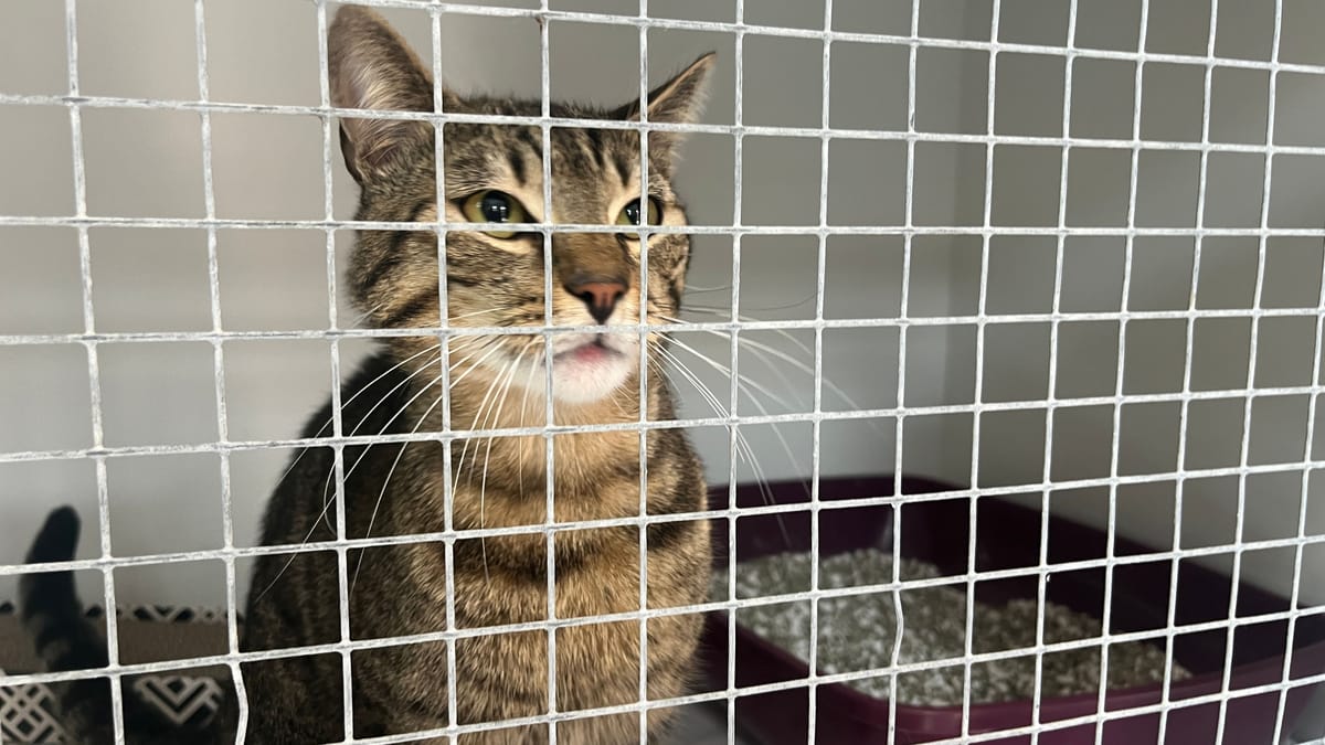 Kölner Tierheim stoppt Aufnahme von Katzen