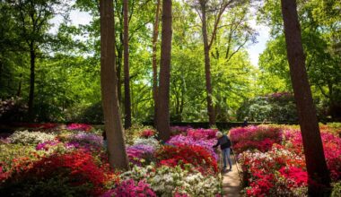 Blütenmeer im Rhododendronpark – doch die Schönheit trügt