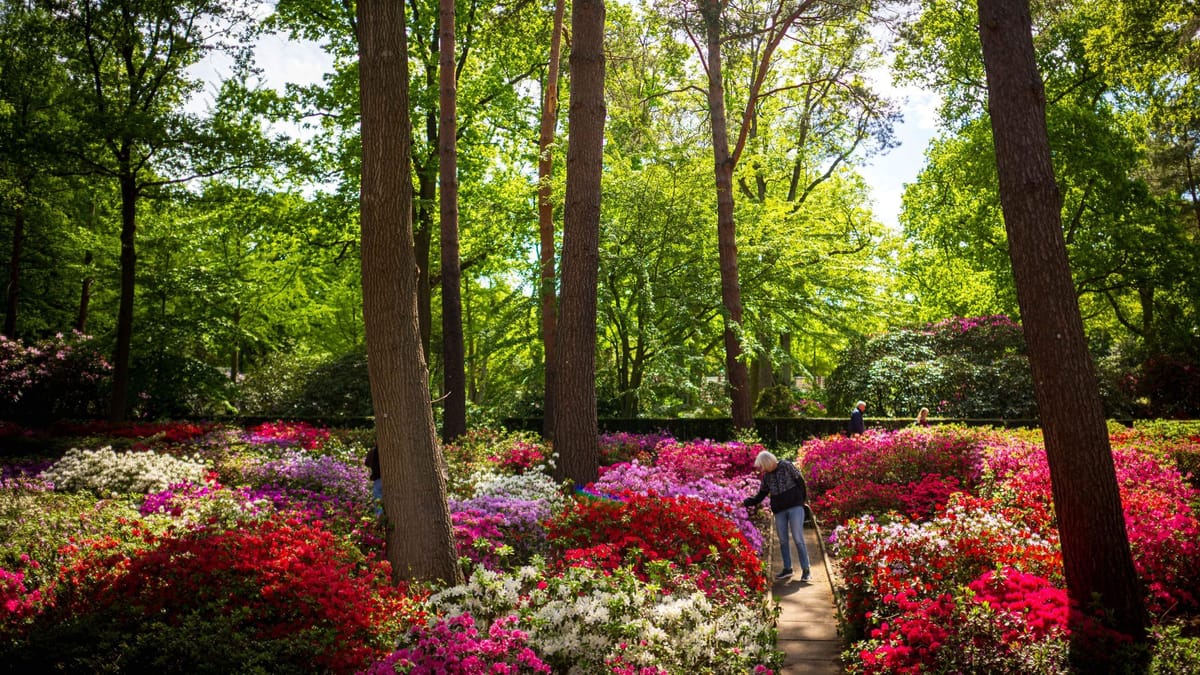 Blütenmeer im Rhododendronpark – doch die Schönheit trügt