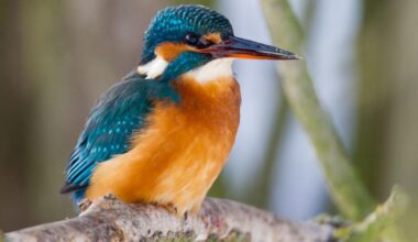 Naturschutz: Eisvogel bis Spatz: Berliner zum Vogelzählen aufgerufen