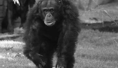 Zoo Hannover trauert! Beliebter Bewohner stirbt ganz plötzlich