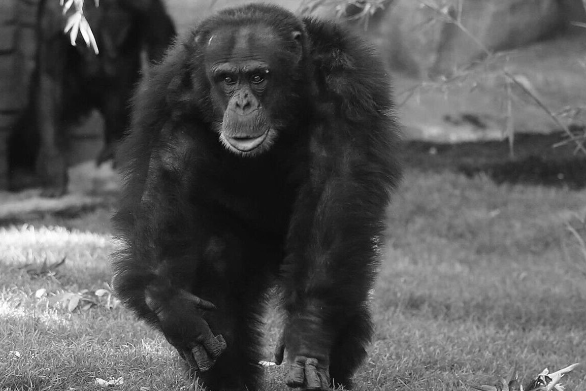 Zoo Hannover trauert! Beliebter Bewohner stirbt ganz plötzlich