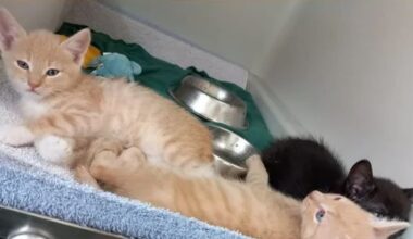 Unbekannte setzten Katzenbabys in Graben aus
