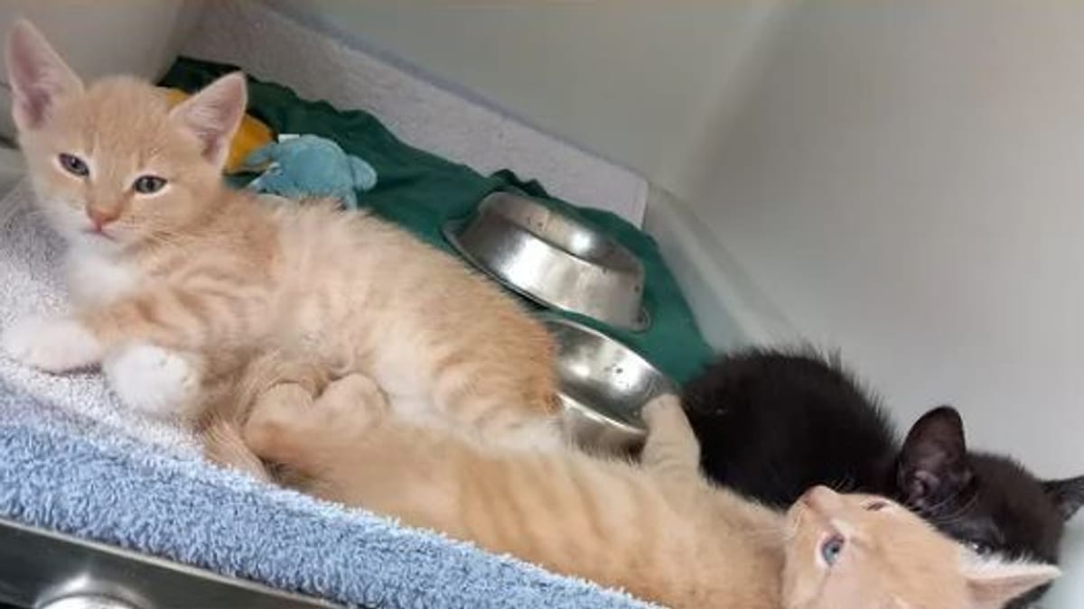 Unbekannte setzten Katzenbabys in Graben aus