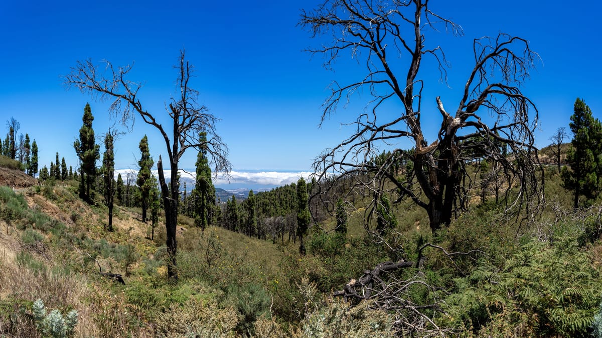 Temperaturen bleiben warm – Waldbrandgefahr steigt