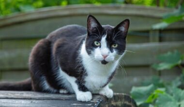 Kater Euron sucht Zuhause – Geschwister sind schon weg