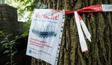 Stadt geht gegen giftigen Eichenprozessionsspinner vor