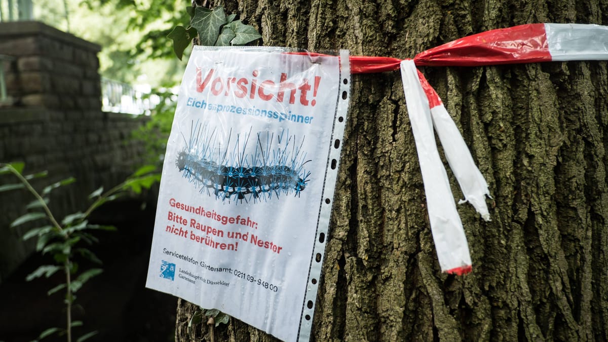 Stadt geht gegen giftigen Eichenprozessionsspinner vor