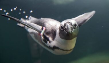 Aquazoo Düsseldorf: Brillenpinguine wieder im Gehege