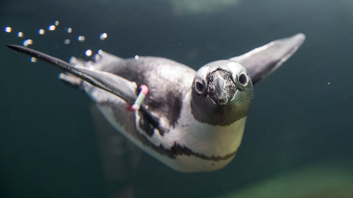 Aquazoo Düsseldorf: Brillenpinguine wieder im Gehege