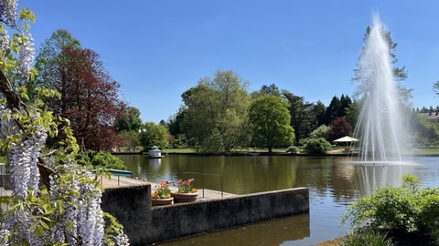 Frühling im Rosengarten in Zweibrücken.