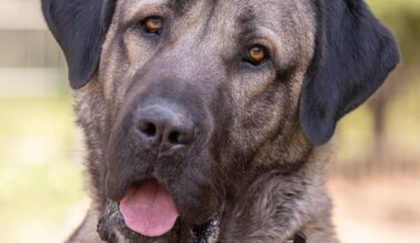 Kangal Bozo braucht Hilfe – zweite Chance?