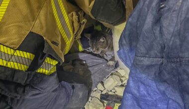 Nach einem dreistündigen Einsatz konnte die Feuerwehr Katze "Schreihals" aus ihrer misslichen Lage befreien. Das Tier steckte in einem Spalt zwischen zwei Garagen fest.