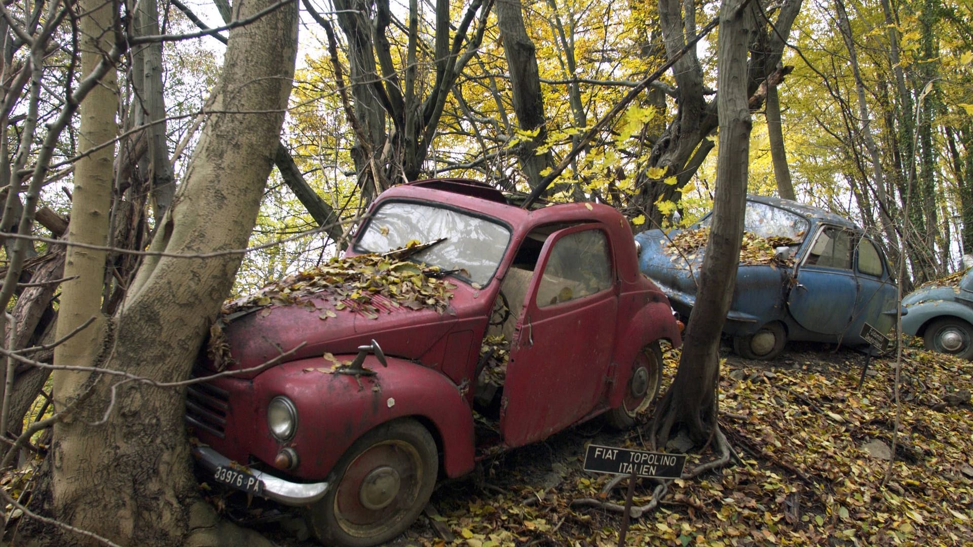 Massenkarambolage im Wald (Archivbild): Die alten Autos im Skulpturenpark sind mit Laub bedeckt.