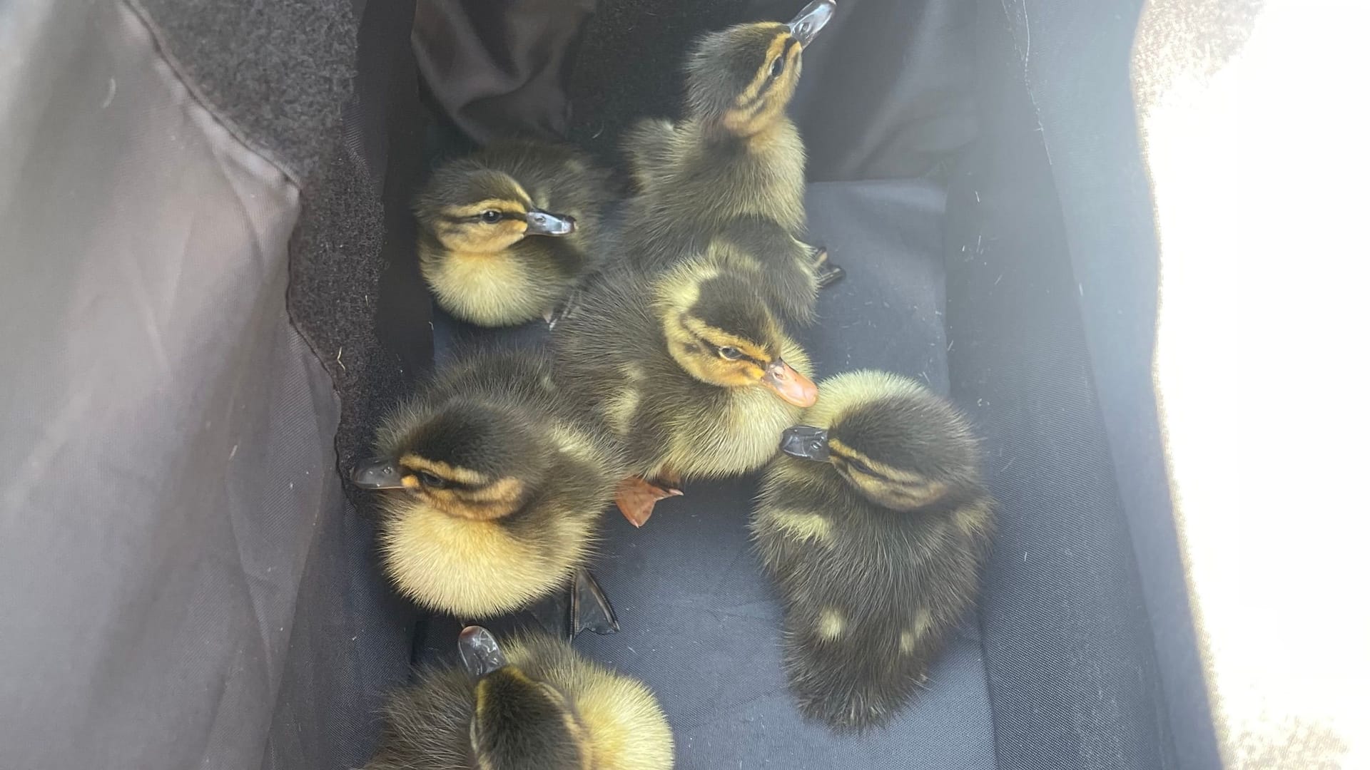 Sechs kleine Entenküken in einem Karton (Archivbild): Die Tiere verursachten am Freitag einen Polizeieinsatz auf der Autobahn in Fahrtrichtung Essen.