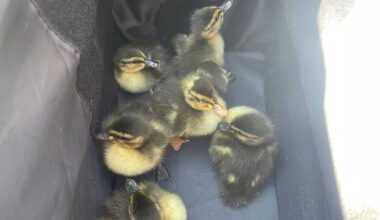 Polizeieinsatz wegen Entenfamilie auf der Autobahn nahe Essen