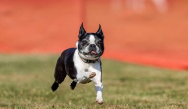 Boston Terrier Tobi sucht erneut neues Zuhause