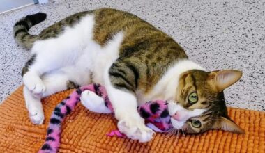 Katze Feta gilt als "verschmuster Wirbelwind"