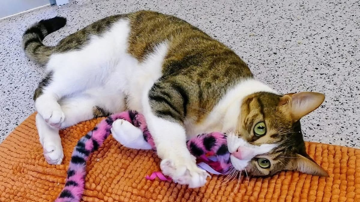 Katze Feta gilt als "verschmuster Wirbelwind"