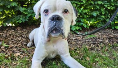 Schwerkranker Boxer-Hund Samurai sucht Palliativplatz