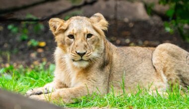 Tiergarten Nürnberg gibt Löwin Indica nach Polen ab – Grund