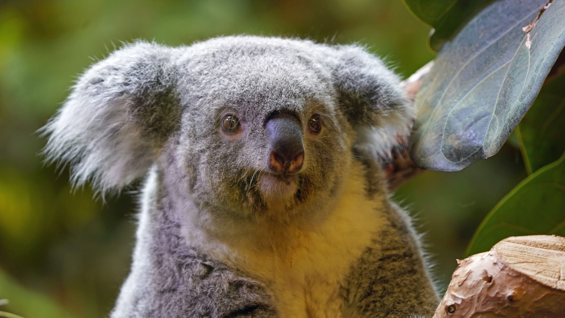 Koala-Weibchen Eerin im Dresdner Zoo (Archivbild): Koala-Nachzuchten gelten in Zoos als selten.