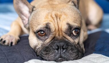 Hündin ohne Ohren verstorben – neue Sorgen für Tierheim