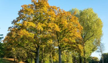 Hundewiese im Marienbergpark sorgt für politische Diskussion