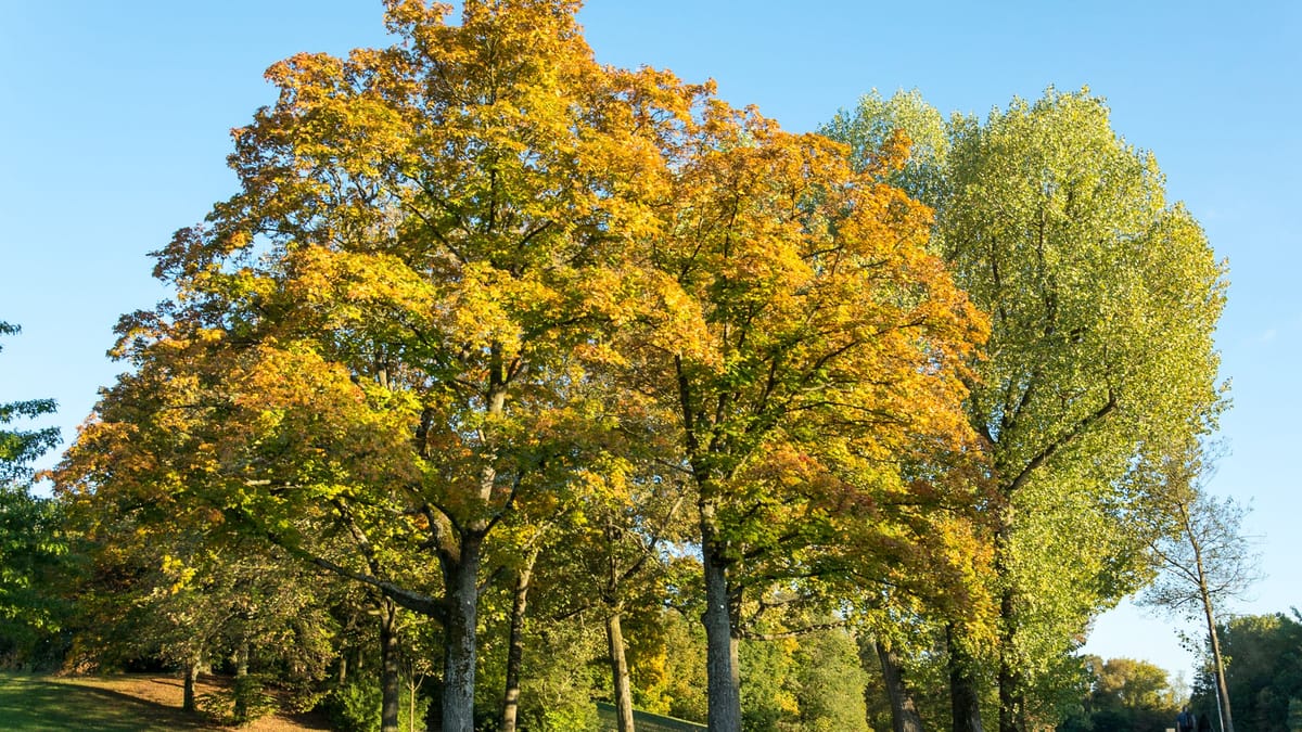 Hundewiese im Marienbergpark sorgt für politische Diskussion