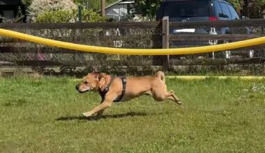 Wer schenkt den Hunden Bruno und Rocky ein Zuhause?