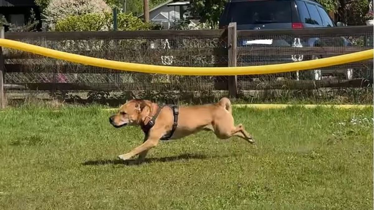 Wer schenkt den Hunden Bruno und Rocky ein Zuhause?